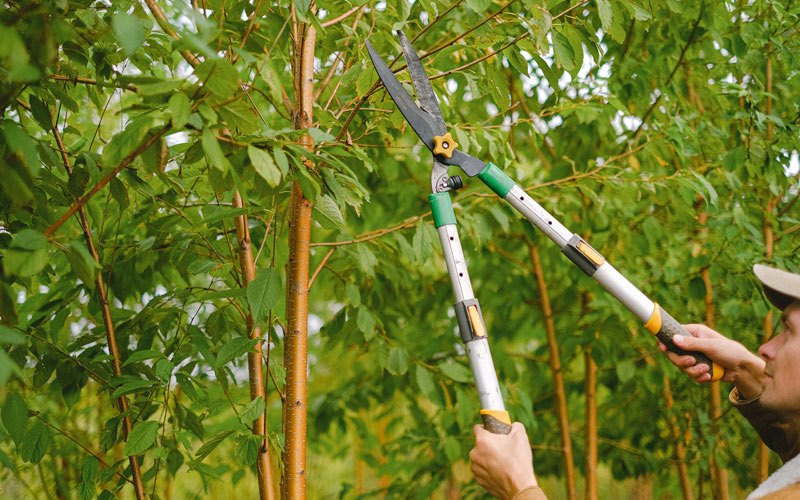 Tree trimming in Chatsworth, IA
